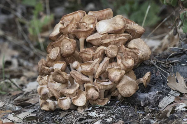 Armillaria Tabescens Cogumelo Mel Incandescente Luz Marrom Cogumelo Rosa Lâminas — Fotografia de Stock