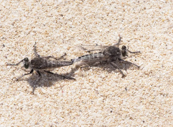在沙丘自然日光下栖息在沙地上的大型成对交配的亚洲水蚤科的Promachus Consanguineus Robberfly Diptero — 图库照片