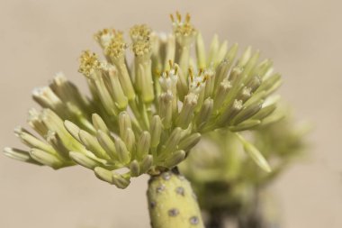 Euphorbia balsamifera Balsam çalısı benzeri bitki. Kalın gövdeli, su toplayan ve turuncu çiçekli sarı tüpler doğal gün ışığı.