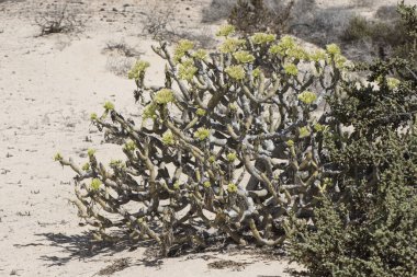 Euphorbia balsamifera Balsam çalısı benzeri bitki. Kalın gövdeli, su toplayan ve turuncu çiçekli sarı tüpler doğal gün ışığı.