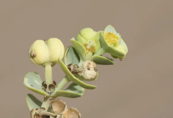 Euphorbia Paralias Mar Regurgitar Pequeña Planta Color Verde Que Crece —  Fotos de Stock