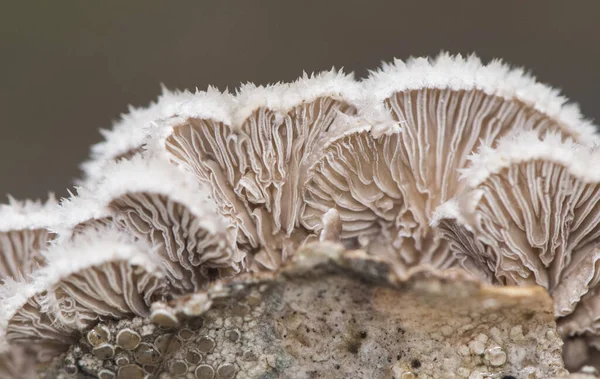 Comune Schizophyllum Branchia Comune Bella Marrone Chiaro Fungo Arancione Smerlato — Foto Stock