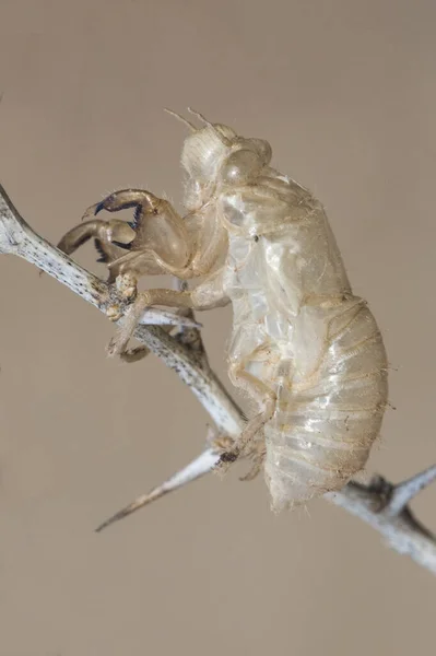 Cicada Barbarus Exuvia Insect Hanging Thorny Branch Blurred Brown Background — Stock Photo, Image