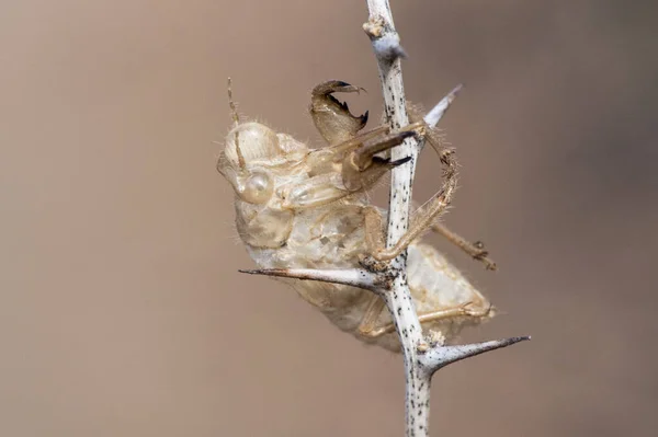 Cicada Barbarus Exuvia Van Dit Insect Hangend Aan Een Doornige — Stockfoto