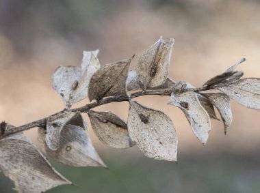 Ruscus aculeatus kasap süpürgesi, diz kutsal ya da piaranthus küçük keskin yapraklı çalılar koyu kırmızı böğürtlenler ve küçük çiçekler doğal arka planda yanıp sönüyor.