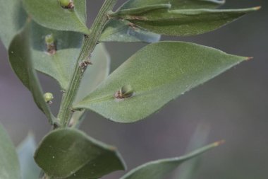 Ruscus aculeatus kasap süpürgesi, diz kutsal ya da piaranthus küçük keskin yapraklı çalılar koyu kırmızı böğürtlenler ve küçük çiçekler doğal arka planda yanıp sönüyor.