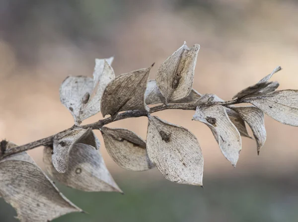 Ruscus aculeatus kasap süpürgesi, diz kutsal ya da piaranthus küçük keskin yapraklı çalılar koyu kırmızı böğürtlenler ve küçük çiçekler doğal arka planda yanıp sönüyor.
