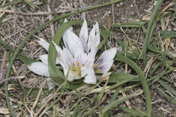 Androcymbium Europaeum Herb Virgin Saffron Almeria Mała Roślina Bulwiasta Precyzyjnymi — Zdjęcie stockowe