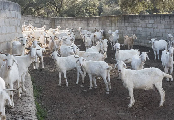 Andalúziai Fehér Fajta Tejelő Kecskék Gazdaságban Holm Tölgyfa Erdei Mezők — Stock Fotó