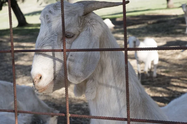 Cabras Leiteiras Raça Branca Andaluza Fazenda Campos Florestais Azinheira Luz — Fotografia de Stock