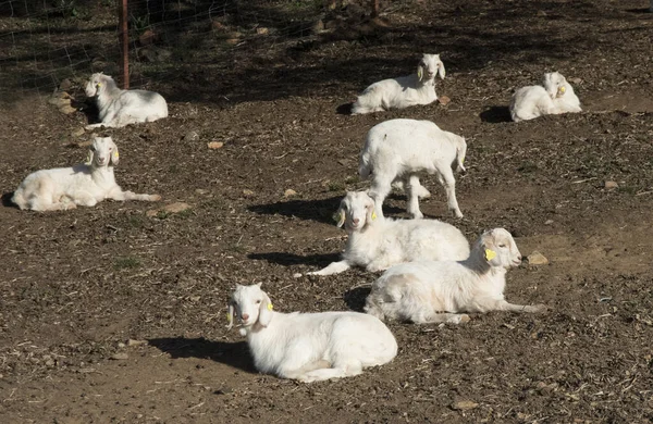 Gyerekek Udvaron Szarvasmarha Farm Kecske Szinte Minden Fehér Színű Nappal — Stock Fotó