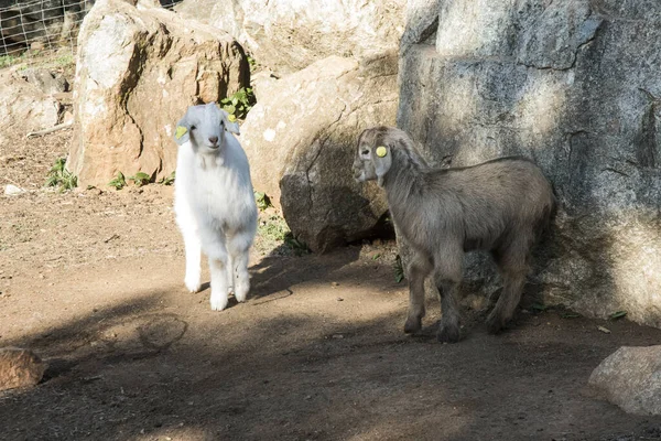 Kids Yards Cattle Farm Goats Almost All White Color Daylight — Stock Photo, Image