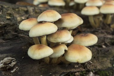 Hilafet faşikülare sülfür tohumu veya kümelenmiş ahşap mantar mantarı güzel sarı-turuncu zehirli mantar tonları, çürümüş gövde ışığı altında gruplar halinde büyür.