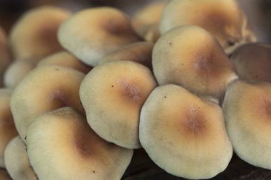 Hilafet faşikülare sülfür tohumu veya kümelenmiş ahşap mantar mantarı güzel sarı-turuncu zehirli mantar tonları, çürümüş gövde ışığı altında gruplar halinde büyür.