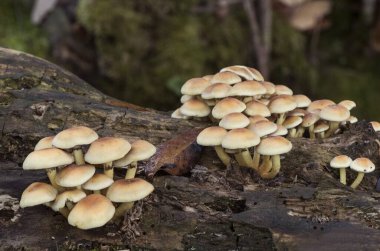 Hilafet faşikülare sülfür tohumu veya kümelenmiş ahşap mantar mantarı güzel sarı-turuncu zehirli mantar tonları, çürümüş gövde ışığı altında gruplar halinde büyür.