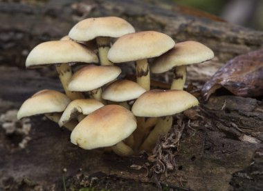 Hilafet faşikülare sülfür tohumu veya kümelenmiş ahşap mantar mantarı güzel sarı-turuncu zehirli mantar tonları, çürümüş gövde ışığı altında gruplar halinde büyür.