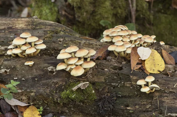 Hilafet faşikülare sülfür tohumu veya kümelenmiş ahşap mantar mantarı güzel sarı-turuncu zehirli mantar tonları, çürümüş gövde ışığı altında gruplar halinde büyür.