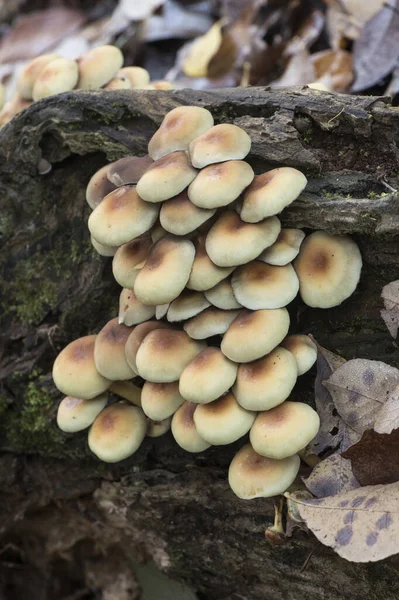 Hypholoma Fasciculare Sírový Chuchvalec Nebo Shluk Lesní Milovník Houby Krásné — Stock fotografie