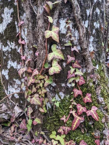 具有美丽绿色或红色长矛状或心形叶子的英式常春藤攀爬植物 自然多云的日光 — 图库照片