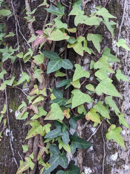 Hedera Helix English Ivy Climbing Plant 아름다운 모양의 나뭇잎 자연흐린 — 스톡 사진