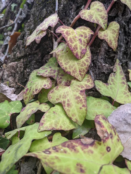 Hedera Helix Englisch Efeu Kletterpflanze Mit Schönen Grünen Oder Roten — Stockfoto