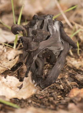 Craterellus Cornucopioides boynuzu. Siyah trompet, koyu kahverengi. Neredeyse siyah trompet şeklinde.