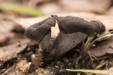 Craterellus Cornucopioides boynuzu. Siyah trompet, koyu kahverengi. Neredeyse siyah trompet şeklinde.