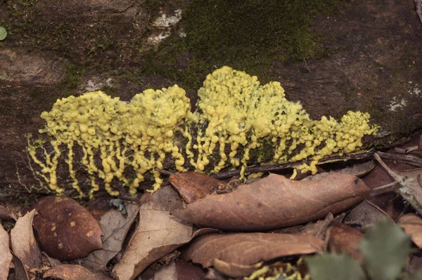 Leocarpus Fragilis Жовтий Плазмодіум Зеленувато Жовтий Протозой Повзе Вздовж Стіни — стокове фото