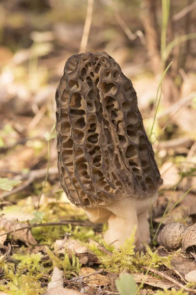 Morchella sp spring mushrooms with the appearance of honeycomb, dark brown or light brown, sheets forming cells and trabeculae flash lighting