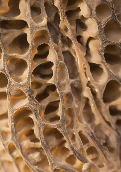 Morchella sp весенние грибы с видом соты, темно-коричневый или светло-коричневый, листы формирования клеток и трабекулы вспышки освещения