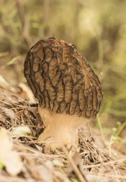 Morchella Spring Mushrooms Appearance Honeycomb Dark Brown Light Brown Sheets — Foto Stock