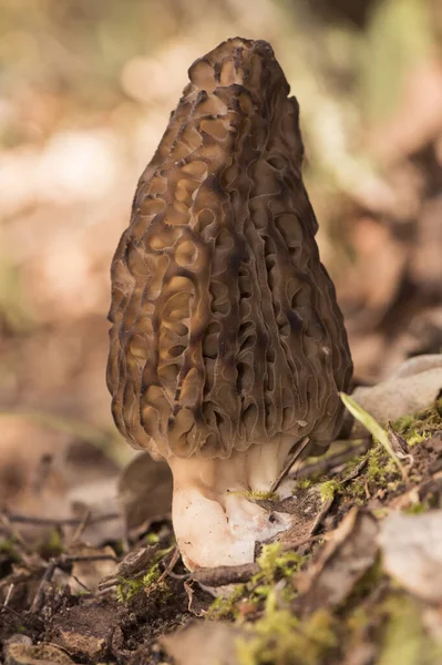 Morchella Spring Mushrooms Appearance Honeycomb Dark Brown Light Brown Sheets — Foto Stock