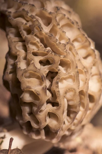 Morchella sp spring mushrooms with the appearance of honeycomb, dark brown or light brown, sheets forming cells and trabeculae flash lighting