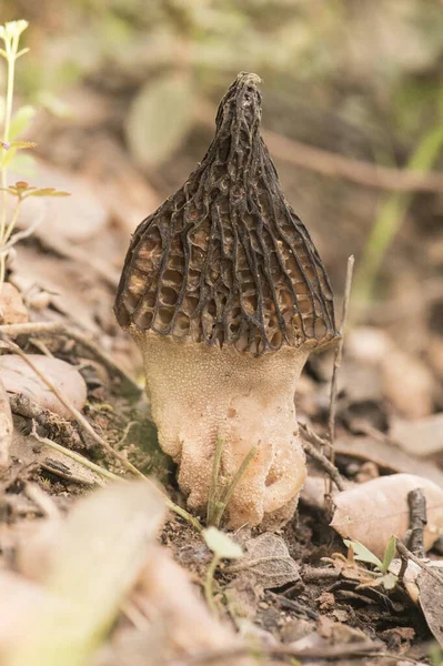 Morchella Spring Mushrooms Appearance Honeycomb Dark Brown Light Brown Sheets — Fotografia de Stock