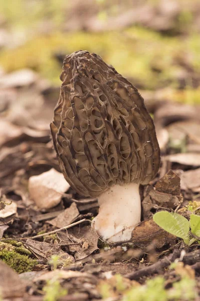 Morchella Spring Mushrooms Appearance Honeycomb Dark Brown Light Brown Sheets — Foto Stock
