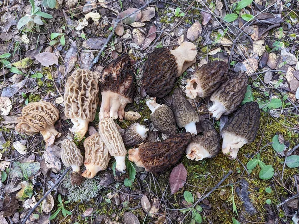 Morchella Setas Primavera Con Apariencia Panal Marrón Oscuro Marrón Claro — Foto de Stock