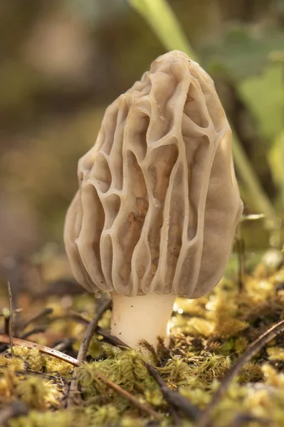 Morchella Tridentina Morel Cogumelo Com Aparência Ninho Vespas Células Colmeia — Fotografia de Stock