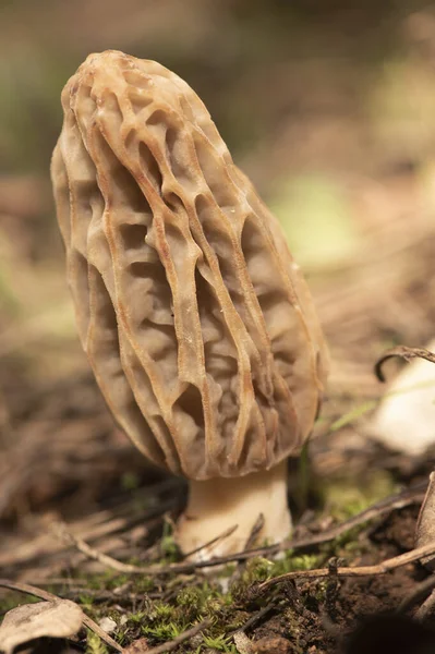 Morchella Tridentina Morel Cogumelo Com Aparência Ninho Vespas Células Colmeia — Fotografia de Stock