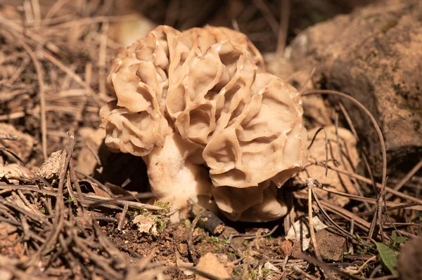 Morchella Tridentina Morel Μανιτάρι Την Εμφάνιση Μιας Σφήκας Φωλιά Κυψελών — Φωτογραφία Αρχείου