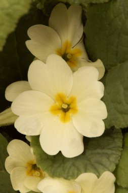 Primula acaulis bahar çiçeği. Safran merkezi ve yoğun yeşil yapraklı güzel, sarımsı beyaz bir çiçek.