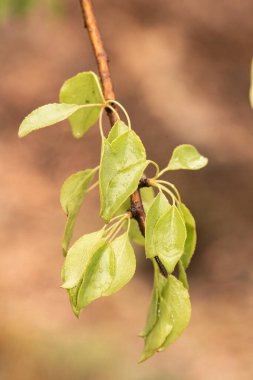 Pyrus bourgaeana yabani armut çiçekleri ve bahar yaprakları turuncu kahverengi bulutlu bir günün doğal arka planında hafif ışıklı ışıklandırmayla