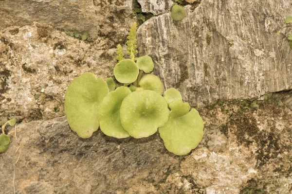 金银花 一种生长在石墙闪光灯下的肉质绿叶植物 — 图库照片
