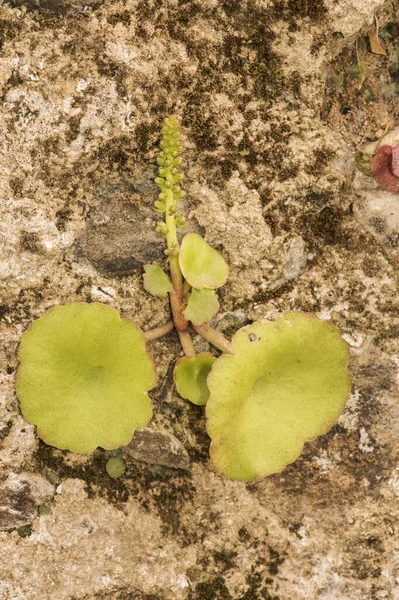 Umbilicum Rupestris Navelwort Penny Pies Pared Pennywort Planta Hoja Verde —  Fotos de Stock