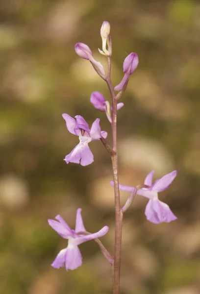 Orchis Langei Korai Lila Orchidea Finom Rózsaszín Vad Orchidea Nagy — Stock Fotó