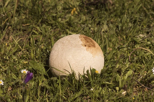 Calvatia Utriformis Mosaic Puffball Большой Гриб Виде Маленького Кремово Белого — стоковое фото