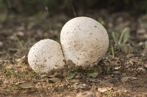 Calvatia Utriformis Mosaic Puffball Stor Svamp Form Liten Gräddvit Boll — Stockfoto