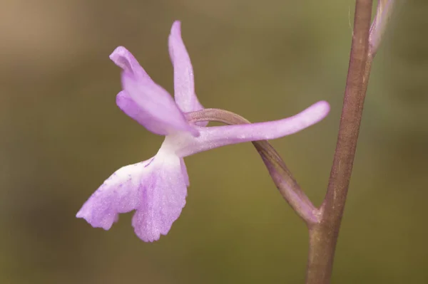 Orchis Langei Ранне Фиолетовая Орхидея Деликатный Розовый Дикий Орхидея Большой — стоковое фото