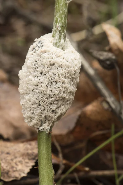 Mucilago Kräftdjur Hund Sjuka Slem Mögel Eller Svamp Myxomycete Ser — Stockfoto