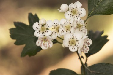 Crataegus monogyna yaygın Hawthorn ağdası beyaz çiçekler, açık mor mantarlar ve doğal yeşil arka plan ışıklı yapraklar