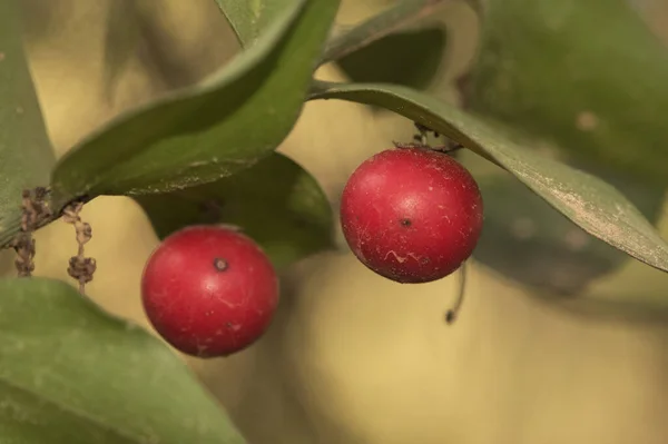 Ruscus Aculeatus Balai Boucher Houx Genou Piaranthus Baies Sphériques Rouge — Photo